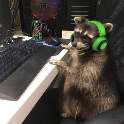 raccoon: your local dumpster